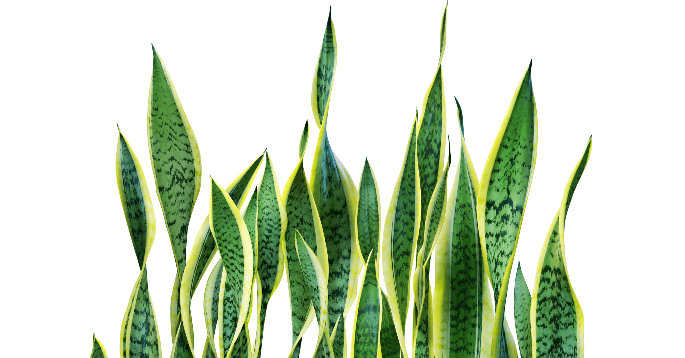 sansevieria-laurentii-plants-for-employee-health-and-wellbeing-featured-image