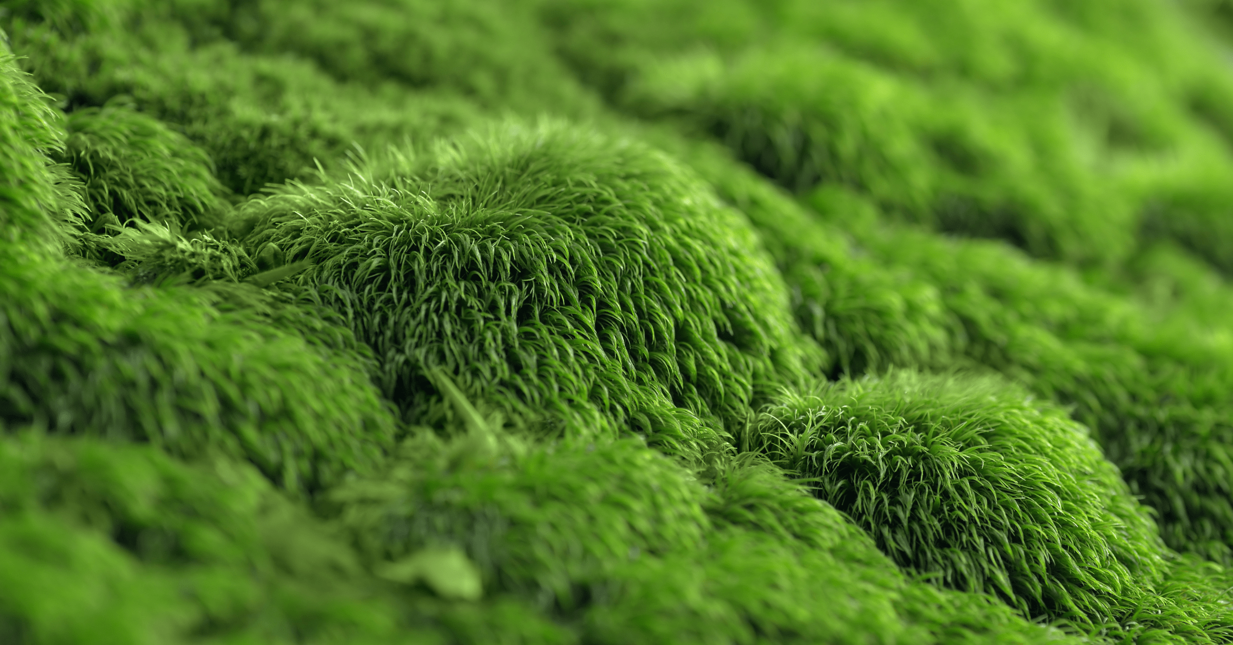 acoustic-properties-of-moss-wall-1