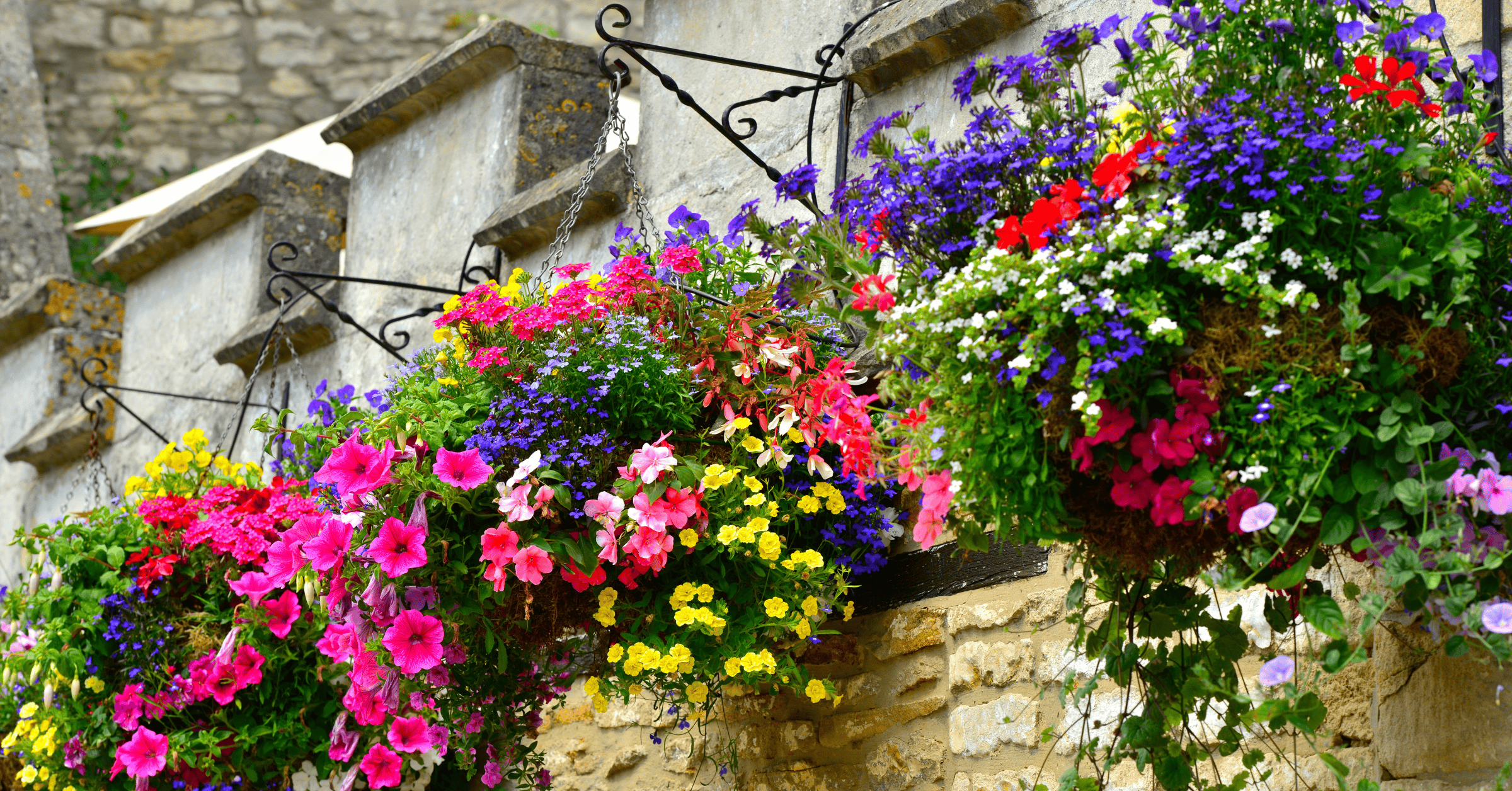 hanging-baskets-benholm-products-and-services-1