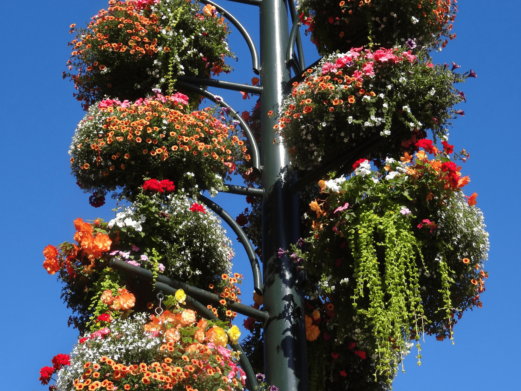 hanging-baskets-benholm-products-and-services-4